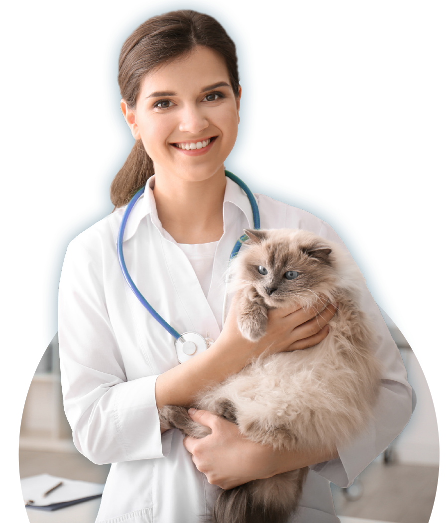 vet holding cat